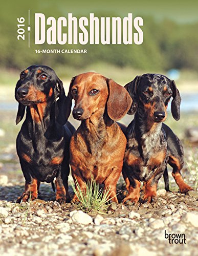 Dachshunds 2016 Engagement