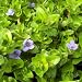 Hughes Water Gardens Lemon Bacopa (3 Plants)