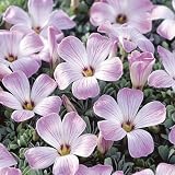 Pink Buttercup Bulbs