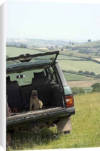 Canvas Prints of Border Terriers from Country Life Canvas Prints of Border Terriers from Country Life