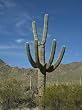 Lone Saguaro Cactus in Arizona - Exceptional 16x20-inch Photographic Print by Carol M. Highsmith