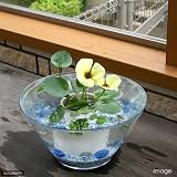 (ビオトープ/水辺植物) 窓辺の虞美人草(ぐびじんそう) ウォーターポピーのセット 本州・四国限定[生体]