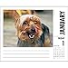 Just Yorkies Desk Calendar