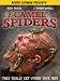 Camel Spiders
