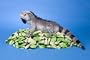 Lizzy Marine Iguana 16" by Douglas Cuddle Toys