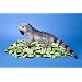 Lizzy Marine Iguana 16" by Douglas Cuddle Toys