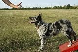 Sign without Word for Dog - 18