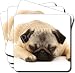 Kitchen & Housewares : CUTE PUG DOG CHRISTMAS GIFTS Set of 4 Leather Coasters