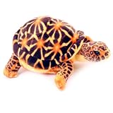 WindsorTech - Soft Plush Toy Tortoise Brown