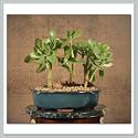 Jade Bonsai Tree I