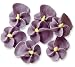 Sugar Violets(24pcs)