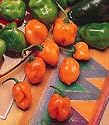 Organic Habanero Chile Pepper 50 Seeds - 10 Alarm Pepper - SALE*