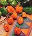 Organic Habanero Chile Pepper 50 Seeds - 10 Alarm Pepper - SALE*