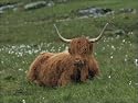 Jigsaw of Highland cattle from Robert Harding