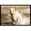 Upstream Images Yellow Lab Bird Dog Static Wall Graphic