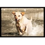 Upstream Images Yellow Lab Bird Dog Static Wall Graphic