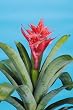 Aechmea Starlight