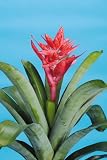 Aechmea Starlight