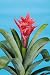 Aechmea Starlight