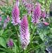 FLAMINGO FEATHER CELOSIA 100 SEEDS