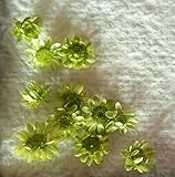 スターフラワーブロッサム（アップルグリーン）10輪　【ドライフラワー】レジンなどハンドメイドアクセサリーの素材として人気です！