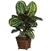 Nearly Natural Maranta w/Basket Silk Plant