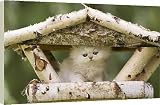 Canvas Prints of LA-5934 Cat - Persian Chinchilla kitten sitting on bird table from Ardea Wildlife Pets