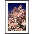 Crab Apple Tree in Bloom, Jamaica Plains, MA Photos To Go Collection Framed Photographic Poster Print by Kindra Clineff, 25x35
