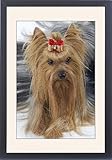Framed Prints of Dog - Yorkshire Terrier with bow in hair from Ardea Wildlife Pets