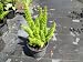 1 Gallon Foxtail Asparagus Fern