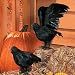 Realistic Feathered Crows -Set of 2 - Great Halloween Prop!