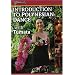 Introduction to Polynesian Dance With Tumata
