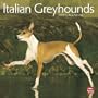 Greyhounds, Italian 2010 Square Wall