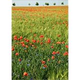 Poster 70 x 100 cm - "Mohnblumenfeld" von Falko Follert Art-FF77 - auch in anderen Gr��en und als Leinwandbild erh�ltlichvon "POSTERLOUNGE"