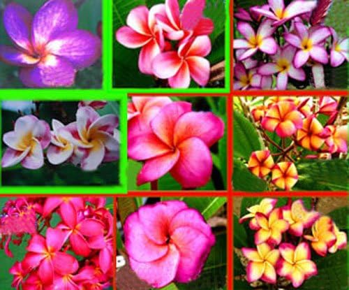 100 Fresh Seeds Plumeria Agave Rare Real Mix Set7