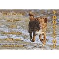 Metall-Warnschild Nova Scotia Duck Tolling Retriever, Toller