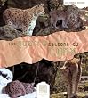 Les quatre saisons du lynx