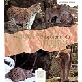 Les quatre saisons du lynx
