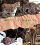 Les quatre saisons du lynx