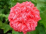 51njCaV1otL. SL160  200 Poppy Flower Seeds. Salmon Peony Poppies.