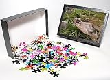 Photo Jigsaw Puzzle of TOM-1844 Florida Cougar / Mountain Lion / Puma from Ardea Wildlife Pets