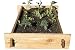 Raised Bed Garden 2ft By 4ft 100% Cedar