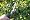 Draper Gardeninging Tools 37162 Swivel Blade Grass Shear