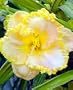 Spacecoast Scrambled Daylily