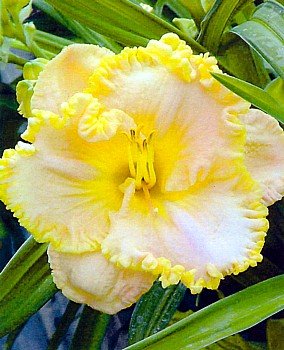 Spacecoast Scrambled Daylily