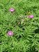 Pflanzenset: 3 x Centaurea dealbata - Kaukasus-Flockenblume