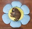 LARGE - BLUE - Flower Dog Beds LARGE - BLUE - Flower Dog Beds