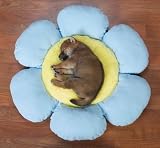 LARGE - BLUE - Flower Dog Beds