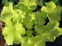 Citronelle Coral Bells - Heuchera - Strong Grower-Potted