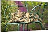 20 Inch Box Canvas (51cm) Cat - lying on chair in garden, grooming by Ardea
